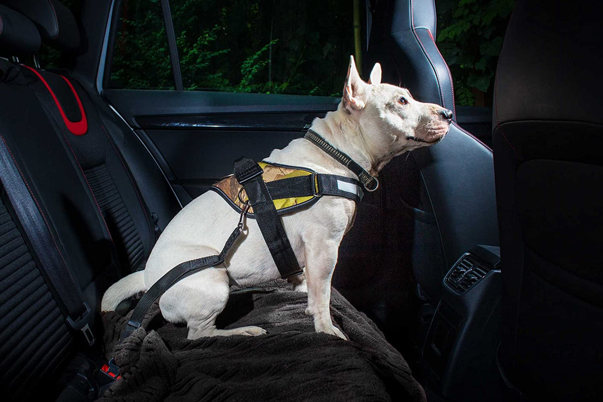 Ceinture de sécurité voiture pour chien – khalid baddi khalid