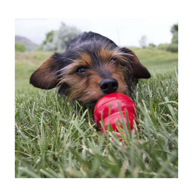 Jouet Wobbler Kong pour chiens