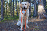 Laisse enrouleur pour chien - DUNCUN - Visibility Néon/Noir
5m - T.L 50kg