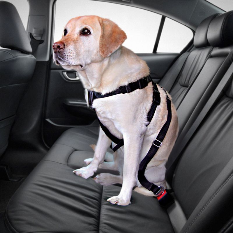 Ceinture de sécurité voiture pour chien – khalid baddi khalid