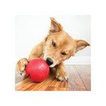 Jouet à friandises Biscuit Ball KONG pour chien