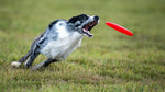 KONG - Flyer - Disque à lancer en caoutchouc résistant pour chien
